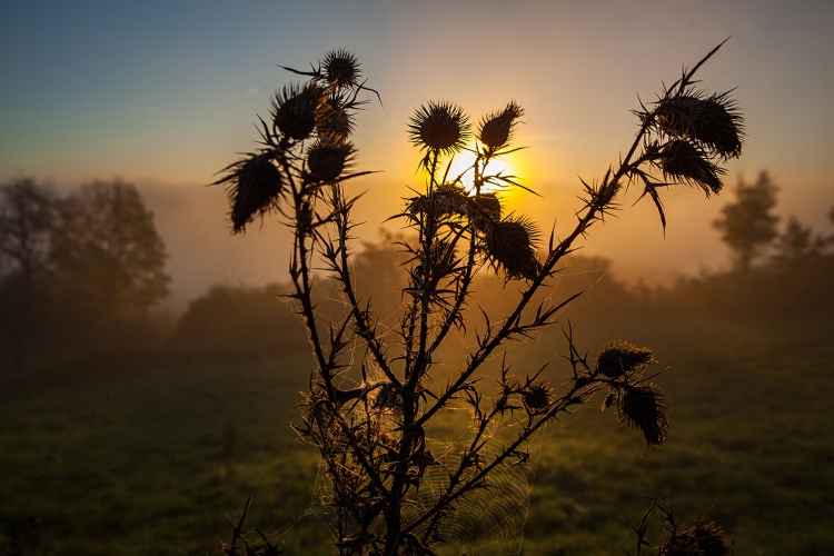 Spinnweben und Nebelschwaden vor den ersten Sonnenstrahlen des Tages