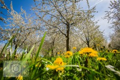 Frühling / Blütezeit im Eggener Tal / Markgräflerland